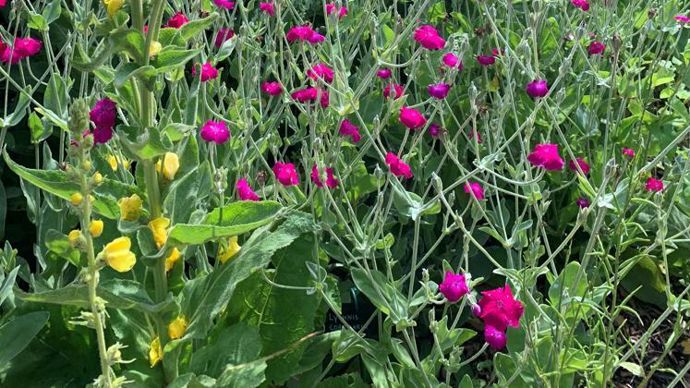 3.Le prix Palette et harmonie végétales récompense « Le Petit Pays des larmes » des concepteurs néerlandais Eva Willemsen et Frits van Loon, architectes-paysagistes, Carolien Barkman, conceptrice de jardin, et Ellert Haitjema, artiste plasticien. © DR 